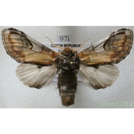 Notodonta ziczac (Linnaeus, 1758) male Czech97i